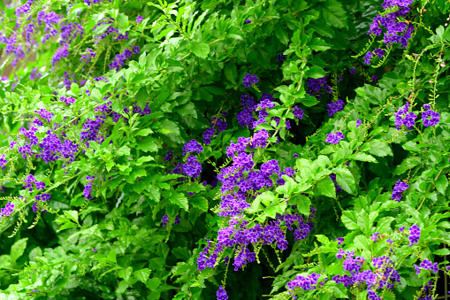Duranta repens is a fast-growing, evergreen, multi-stemmed shrub with pendulous branches and deep blue flowers that are held at the ends of weeping branches. It is popular as screen or background planting. The full clusters of flagrant, blue flowers attract butterflies in summer and are followed by bunches of golden-orange berries. It is commonly called Golden dewdrops, Pigeon berry or Sky flower.