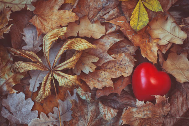 montón de hojas secas de otoño variadas, corazón rojo - botany bright brown heart shape fotografías e imágenes de stock