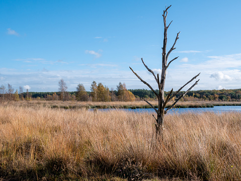 Panoramic view of Biebrza river wetlands and bird wildlife reserve during spring nesting period in Mscichy village near Radzilow in Podlaskie region of Poland