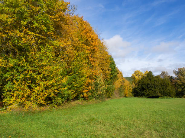 istock Trees in the forest autumn time 1350652511