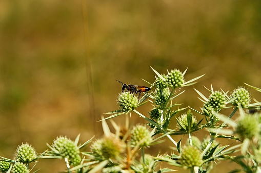 Phyllopertha horticola Garden Chafer Beetle Insect. Digitally Enhanced Photograph.