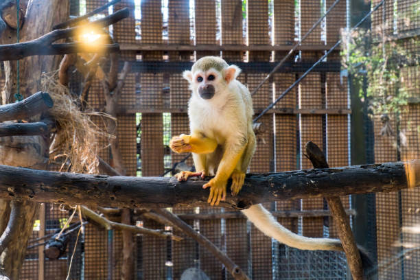 Squirrel Monkey in open cage background. Squirrel Monkey eating fruit food on tree trunk with wood wall background. (Saimiri sciureus) Squirrel Monkey in open cage background. Squirrel Monkey eating fruit food on tree trunk with wood wall background. (Saimiri sciureus) squirrel monkey stock pictures, royalty-free photos & images
