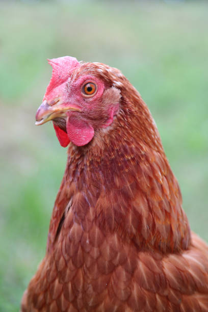istock brown hen in the farm  looking at camera 1350652726