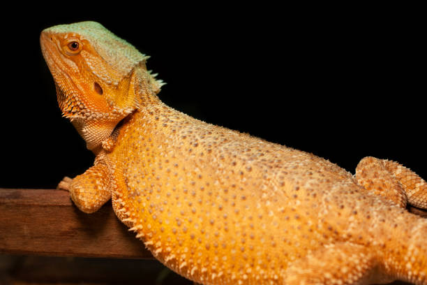 istock Beard dragon reptile sunbath  in enclosure. 1350652749