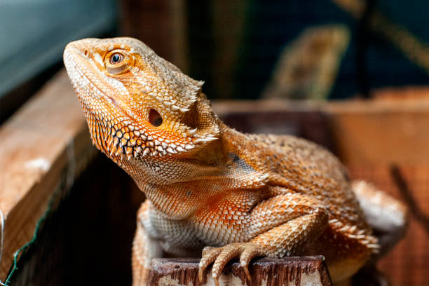 istock Beard dragon reptile close up. 1350652751