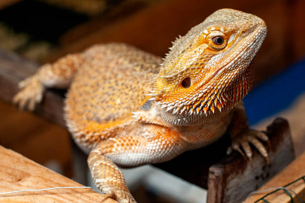 istock Beard dragon reptile sunbath  in enclosure. 1350652752