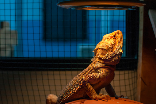 Beard dragon exotic get uvb vitamin from light in enclosure.