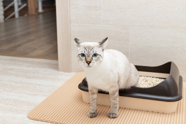 istock Funny tabby cat sitting in litter box and looking at camera 1350653759