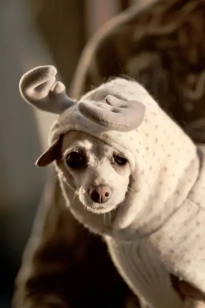 Photo of Cute Little  Dog in Reindeer Costume
