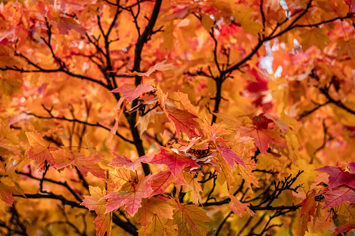 An armful of fallen bright orange yellow maple leaves