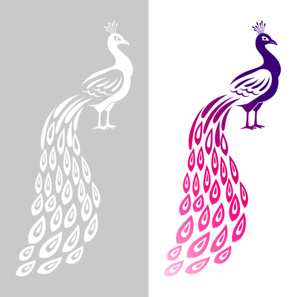 Peacock wedding symbol. Abstract peecoock design cutting signs, monochrome and color decorative peachock birds, indian noble plume peacocck drawn animal with feathers ornament for logo Peacock wedding symbol. Abstract peecoock design cutting signs, monochrome and color decorative peachock birds, indian noble plume peacocck drawn animal with feathers ornament vector logo element peacock feather drawing stock illustrations