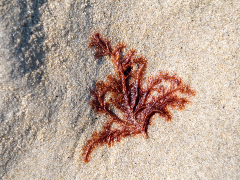 Red algae, Rhodophyta, washed on sand flat at low tide of Wadden Sea, Netherlands