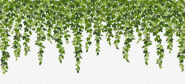 Vector illustration of Ivy curtain, green creeper vines isolated on white background. Vector illustration in flat cartoon style