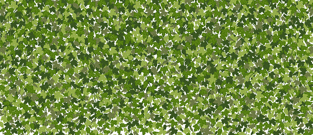 Ivy horizontal background, green creeper vines curtain. Vector illustration in flat cartoon style