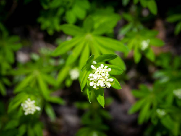 istock Sweetscented bedstraw or woodruff, Galium odoratum, white flower buds in spring, Netherlands 1350657576