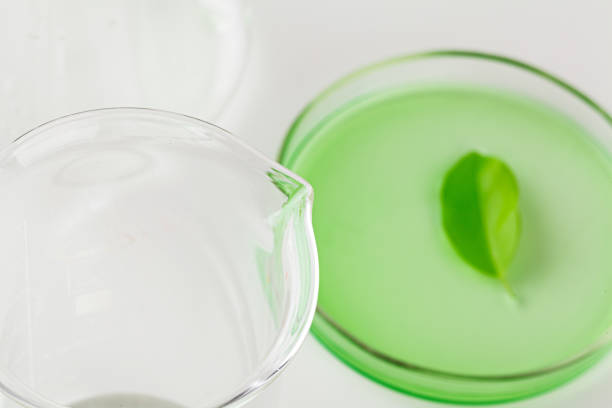 istock Herbal leaf in Petri dish, laboratory research close up 1350657724