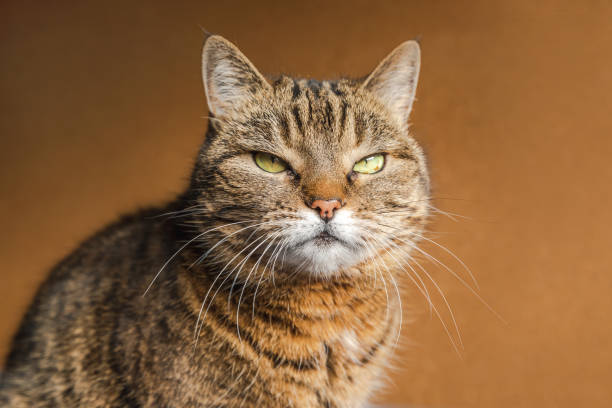 istock Funny portrait arrogant short-haired domestic tabby cat posing on dark brown background. Little kitten playing resting at home indoor. Pet care and animal life concept 1350658961