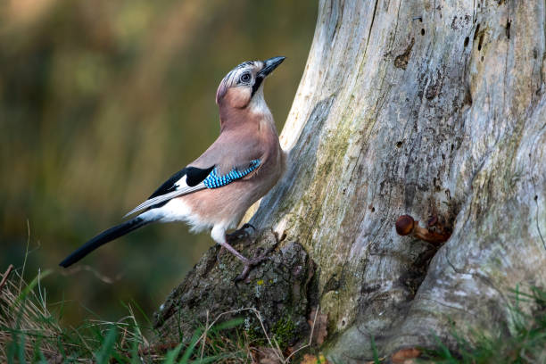 Jay -Garrulus glandarius - in the forest Jays in the forest eurasian jay photos stock pictures, royalty-free photos & images