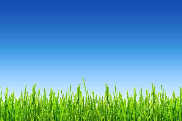 fresh spring green grass with drops of dew on blue sky background