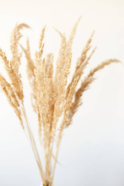 istock Branches of pampas grass in vase on light background. Interior decoration. Copy space 1350661856