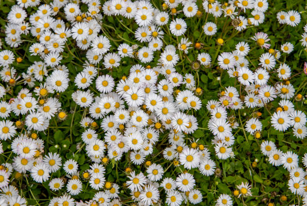 istock Field full of daisy flowers 1350661948