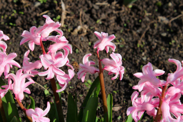 istock The honeybee pollinates the flower. 1350662037