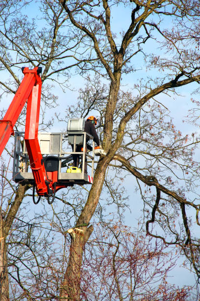 istock Arborist man with chainsaw and lifting platform cutting a tree 1350662203