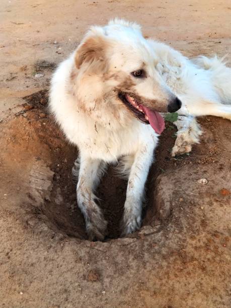 istock White great Pyrenean dog. Pyrenean Mountain dog. 1350662417