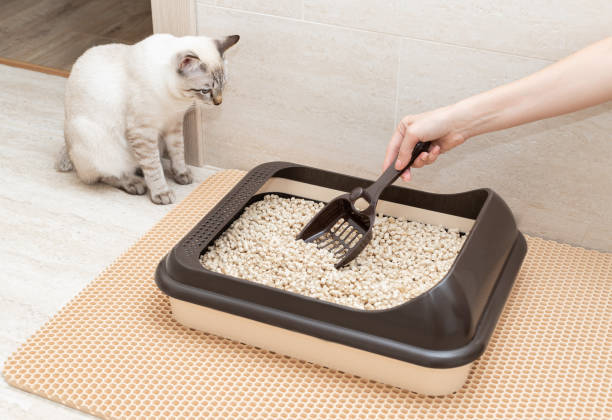 female hand cleaning cat litter box with shovel female hand cleaning cat litter box with shovel at home. Cleanliness and hygiene concept honeycomb pattern photos stock pictures, royalty-free photos & images