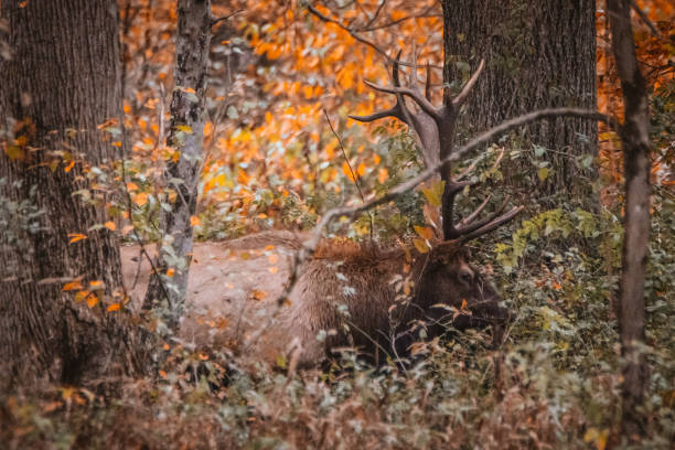 istock Bull Elk in Benezette, Pennsylvania 1350663510