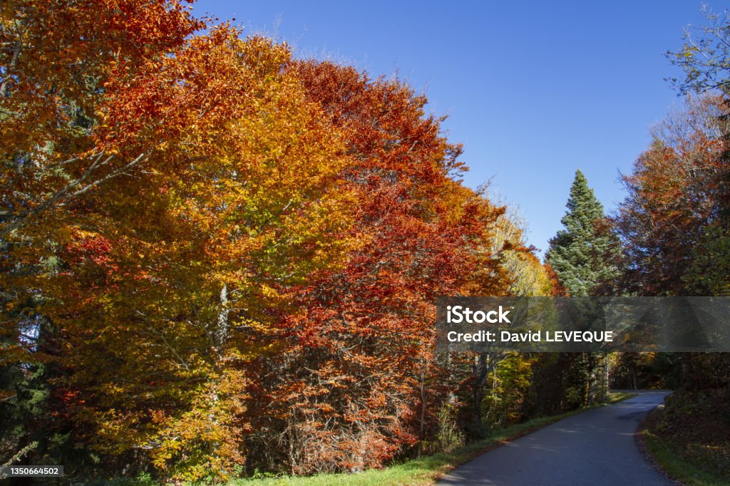 Autumn on Mont Salève, Haute-Savoie Colors of autumn, in the salève mountain, Haute-Savoie, France Autumn Stock Photo
