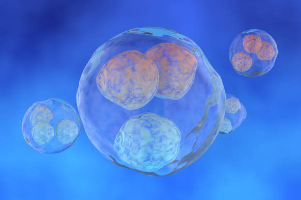 istock Morula Cell, a solid ball of cells resulting from division 1350664869