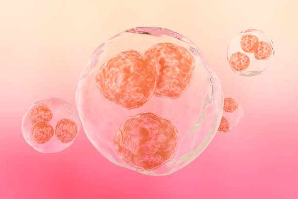istock Morula Cell, a solid ball of cells resulting from division 1350664892