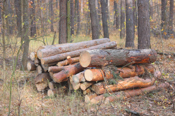 istock Pine logs for making wood in the forest 1350666704