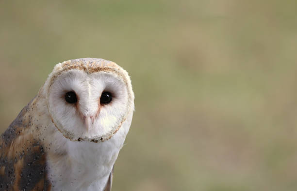 istock barn owl with black eyes looking into the camera and space available for customizable TEXT on the side of the bird 1350668196