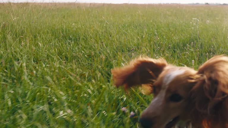 In front of the camera capturing video of running fast charismatic cute dog English cocker spaniel through the large green field. Shot on ARRI Alexa Mini.