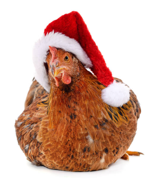 istock Chicken in Christmas hat. 1350669537