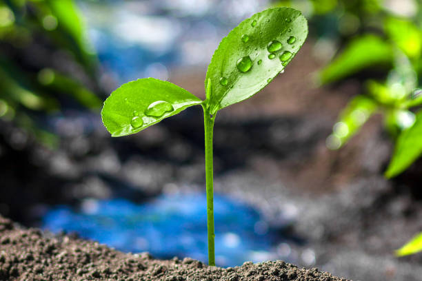 Young plant in soil grows in the light of the sun. Seedlings growth in spring in the garden close-up. Rising fresh green sprout from ground and symbolizes the struggle for a new life. Ecology concept stock photo