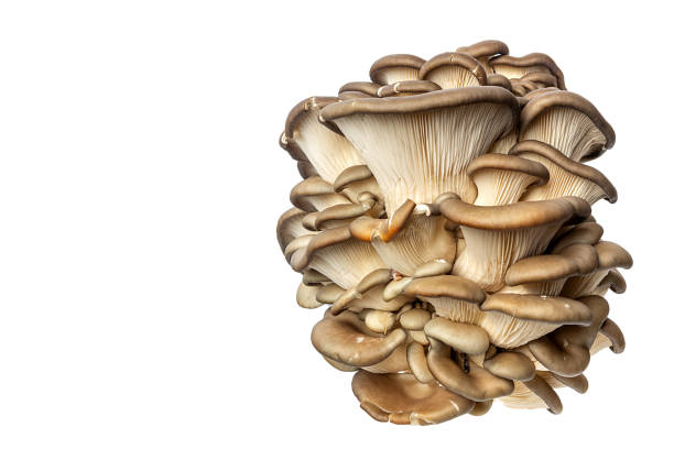 Bunch of Oyster mushrooms  isolated on white background. stock photo