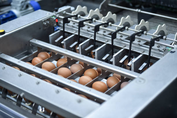istock Eggs production and processing farm. Details with factory processing lines. 1350670060