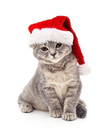 Funny cat in Santa hat peeking out of a blank sign, isolated on white. You can add extra white space with your message to the bottom.