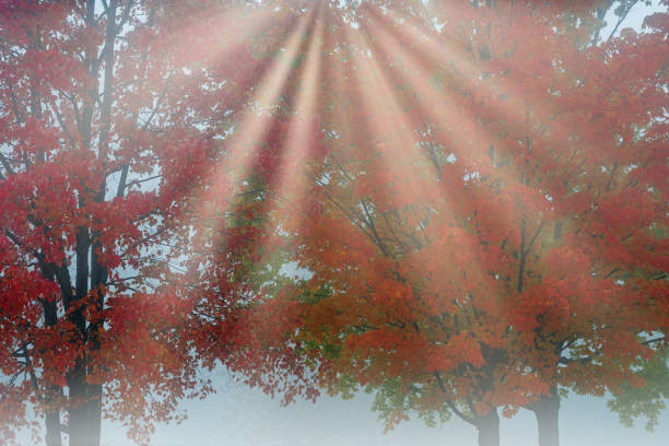 Foggy autumn landscape of maples with sunbeams, Yankee Springs State Park, Michigan, USA