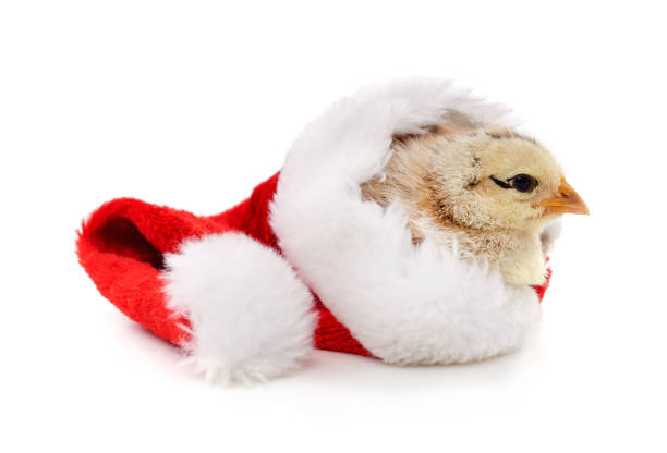 istock Chicken in a Christmas hat. 1350670867