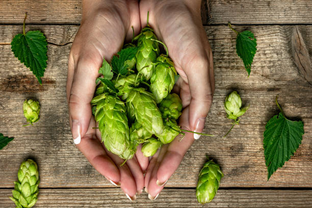 Handful of hops in the hands over old wooden table background. Vintage style. Beer production ingredient. Brewery. Fresh-picked whole hops close-up. Brewing concept wallpaper. stock photo