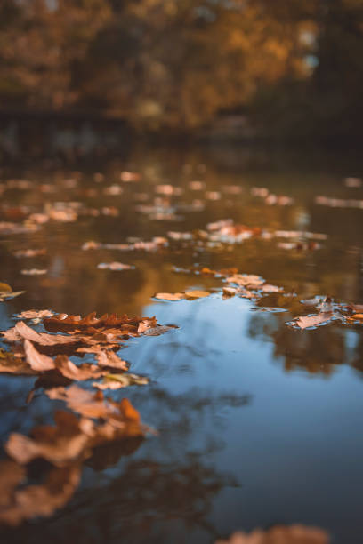 istock Autumn leaves in the lake 1350671488