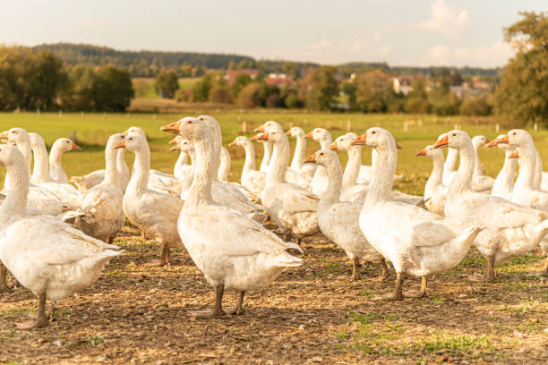 istock Many white fattening geese on a meadow 1350671532
