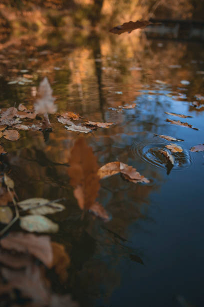 istock Autumn leaves falling down the lake 1350671539