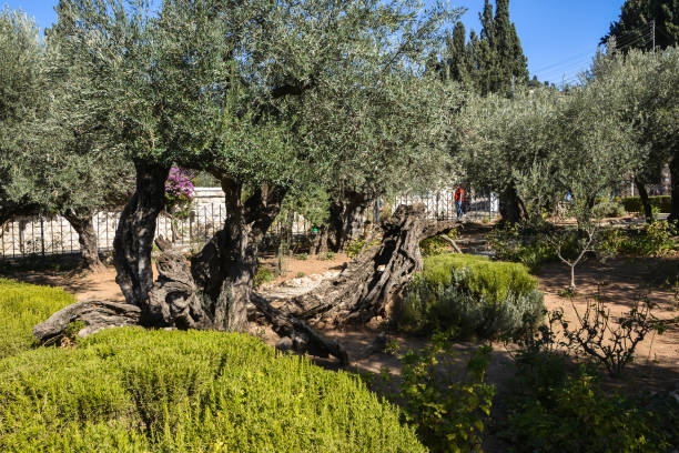 istock Garden of Gethsemane. 1350672551