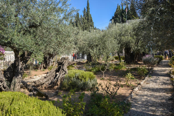istock Garden of Gethsemane. 1350672648