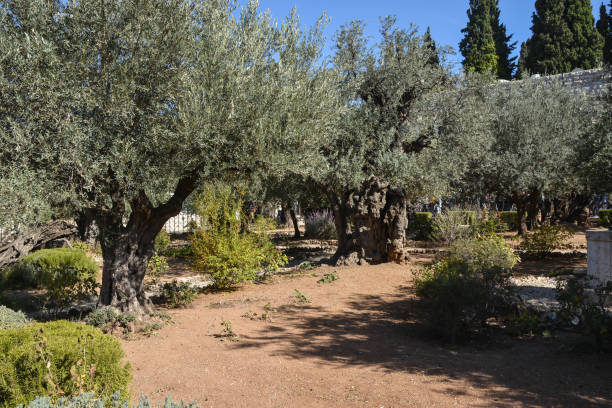 istock Garden of Gethsemane. 1350672742